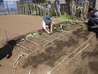 上級コース キャベツ苗の植付けと３種の野菜の種まきをしました 練馬区農の学校